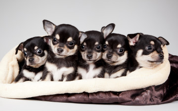 Картинка животные собаки милые щенки квинтет