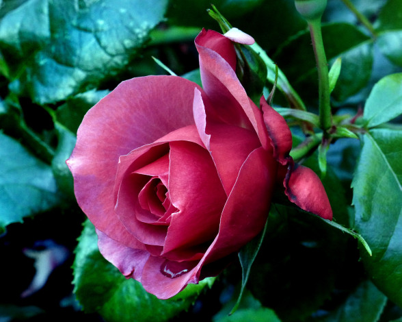 Обои картинки фото цветы, розы, роза, бутон