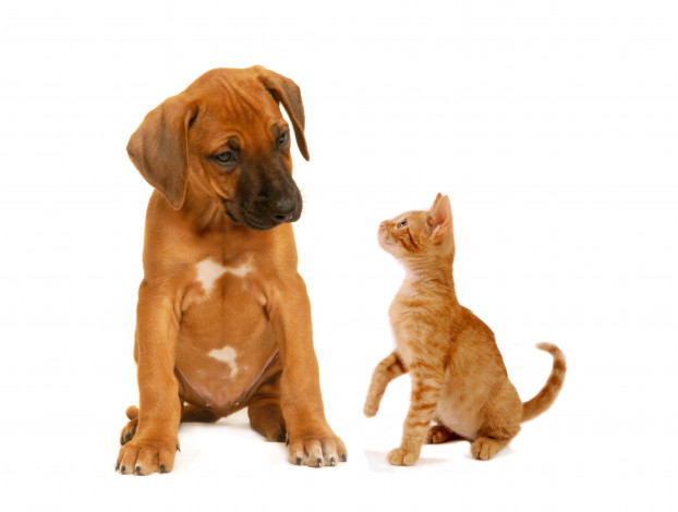 Обои картинки фото животные, разные вместе, собака, кот, щенок, котенок