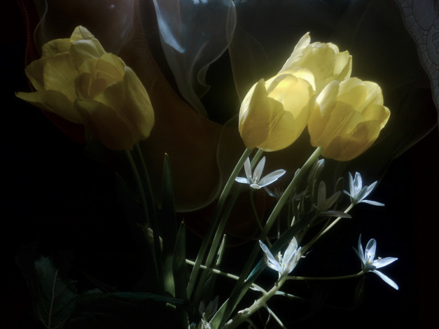 Обои картинки фото цветы, разные вместе, размытость, жёлтые, тюльпаны