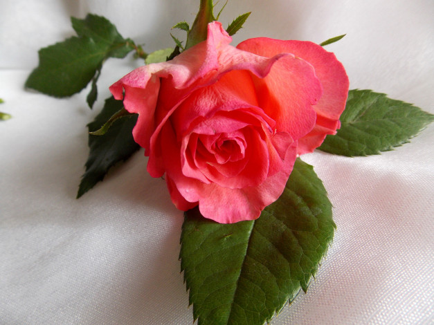 Обои картинки фото цветы, розы, роза, розовая, листья
