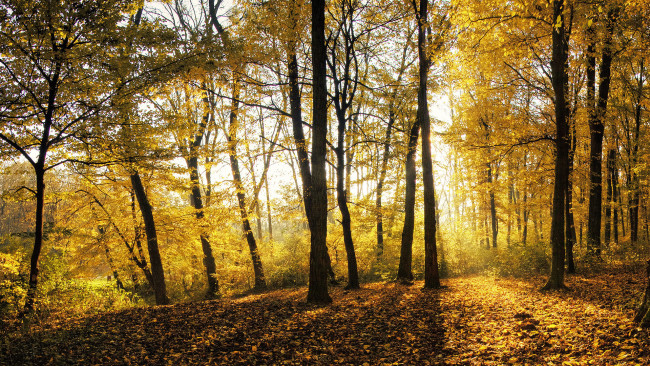 Обои картинки фото природа, лес, деревья, листья, осень, свет
