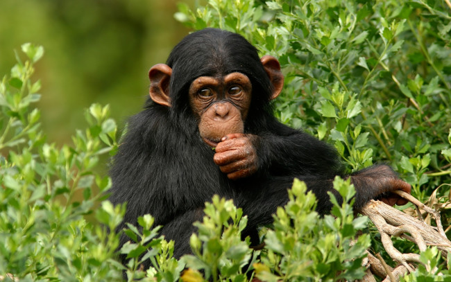 Обои картинки фото животные, обезьяны, обезьяна, шимпандзе