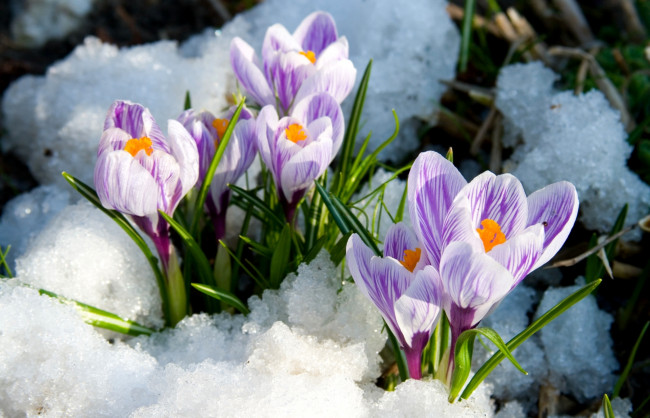Обои картинки фото цветы, крокусы, весна, снег