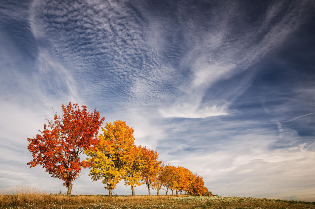 Обои картинки фото природа, деревья, листья, краски, небо, осень