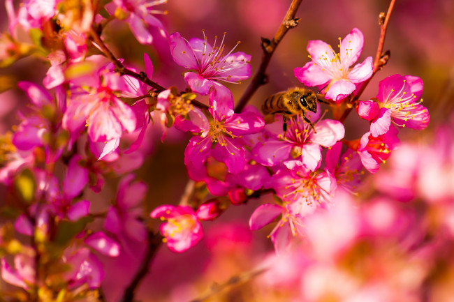 Обои картинки фото цветы, цветущие деревья ,  кустарники, сад, весна, насекомое, пчела, макро