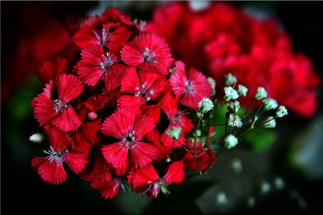 Обои картинки фото цветы, гвоздики, красные