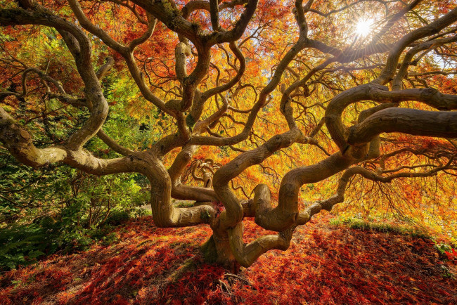 Обои картинки фото природа, деревья, осень, дерево, листья, краски