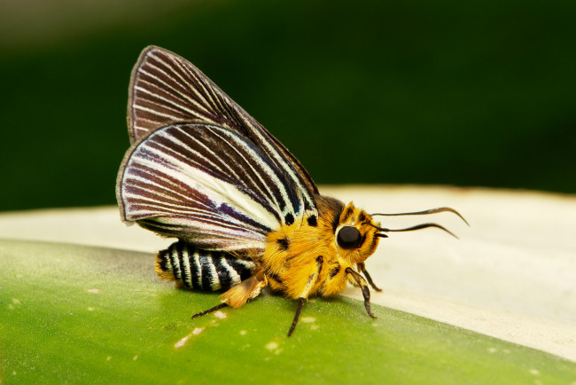 Обои картинки фото животные, бабочки,  мотыльки,  моли, бабочка, моль, макро, itchydogimages