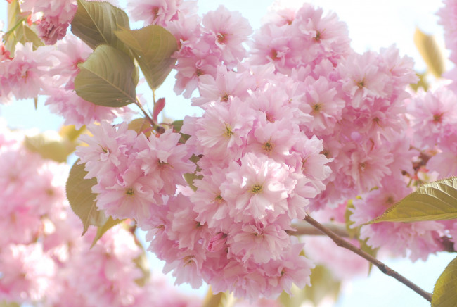 Обои картинки фото цветы, сакура,  вишня, макро, нежность