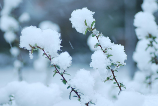 Обои картинки фото природа, зима, веточки, снег, макро
