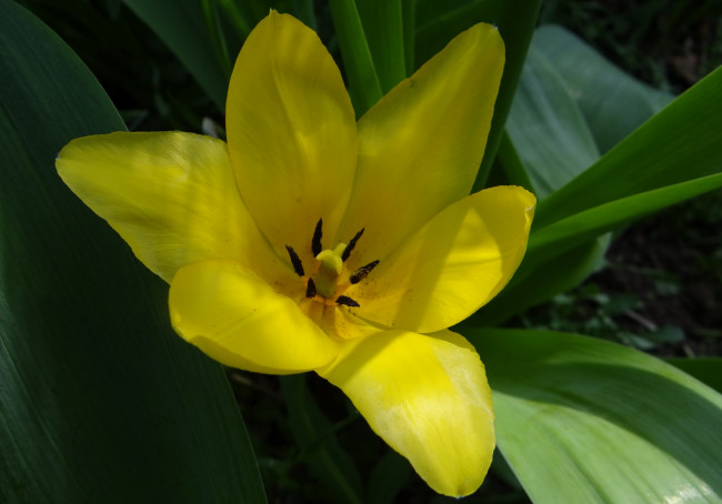 Обои картинки фото цветы, тюльпаны, жёлтый, цветок, тюльпан