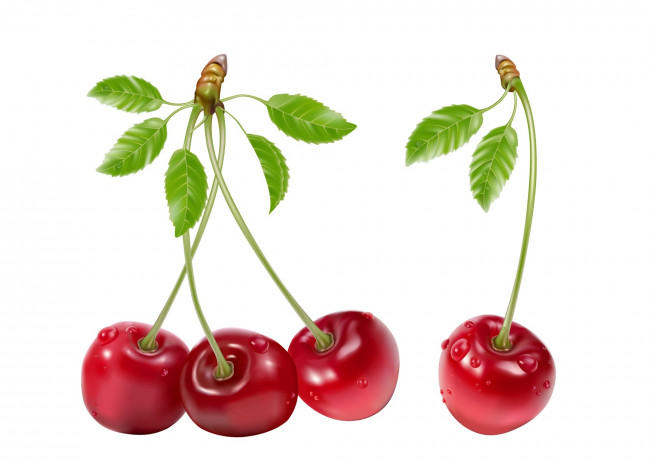 Обои картинки фото векторная графика, еда , food, ягоды, фон, вишни