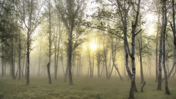 Картинка природа лес берёзовая роща берёзы туман