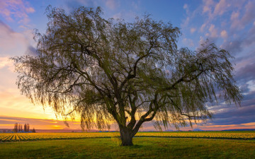Картинка природа деревья закат вечер тучи небо поле ива дерево