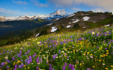 Картинка природа пейзажи горы пейзаж вид трава цветы весна лес