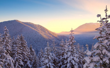 Картинка природа зима ели деревья снег холмы пейзаж вечер горы лес
