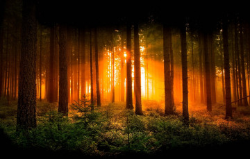 Картинка природа лес деревья солнце свет