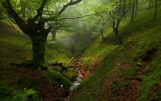 Обои картинки фото природа, деревья, дерево, овраг, зелень, туман, лес