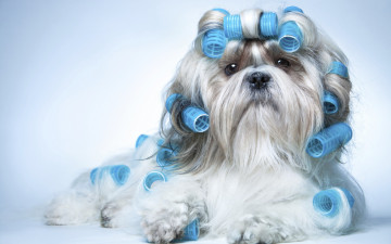 Картинка животные собаки бигуди порода ши-тцу