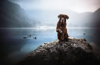Картинка животные собаки коричневый грустный пес