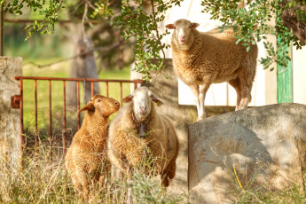 Картинка животные овцы +бараны
