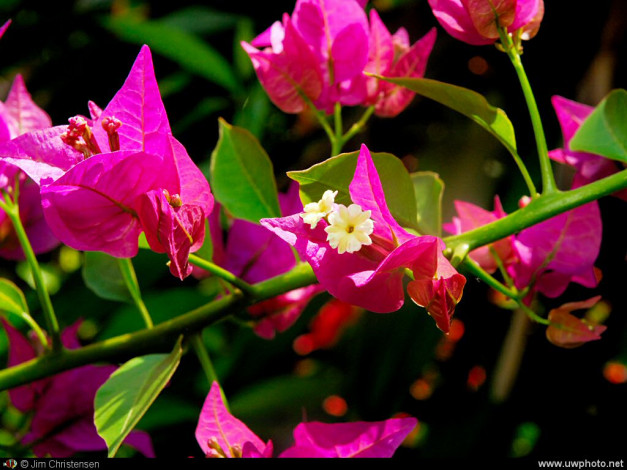 Обои картинки фото цветы, бугенвиллея