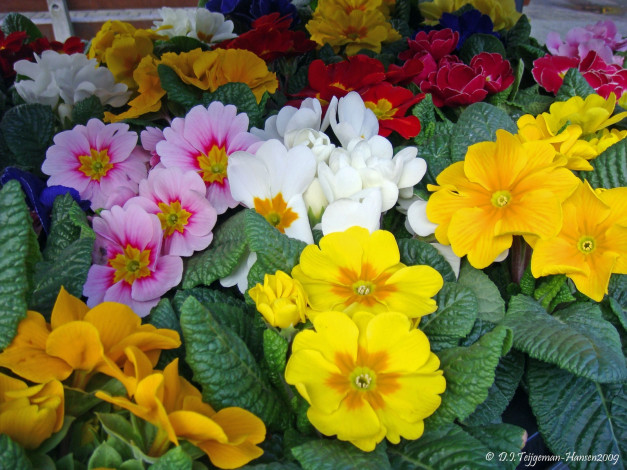 Обои картинки фото primulas, цветы, примулы