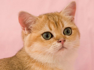 Картинка животные коты британка рыжий
