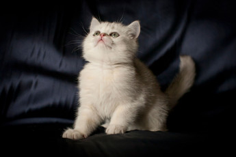 Картинка животные коты британец котенок шиншилла