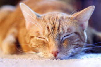 Картинка животные коты рыжий кот морда сон