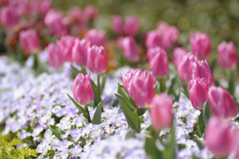 Картинка цветы разные вместе тюльпаны анютины глазки виола