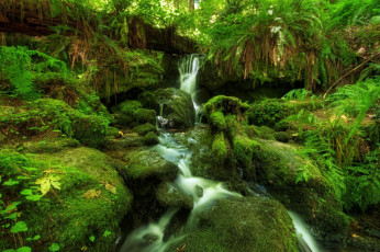 Картинка природа водопады водопад лес папоротник мох