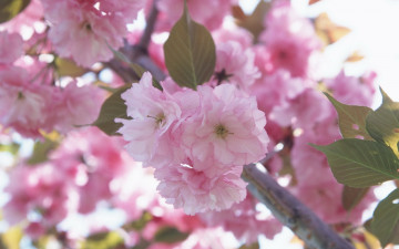 Картинка цветы сакура вишня листья ветка цветки