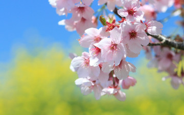 Картинка цветы сакура вишня весна ветка