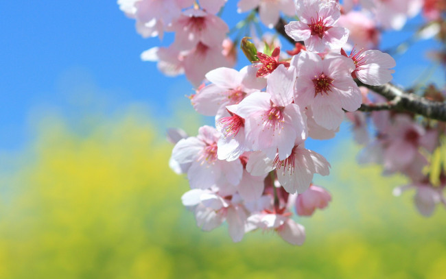 Обои картинки фото цветы, сакура, вишня, весна, ветка