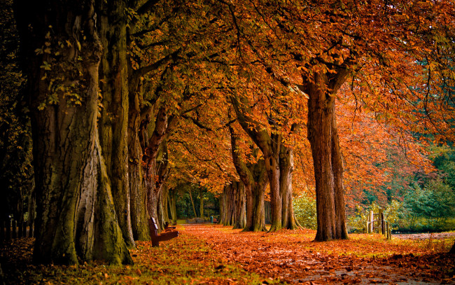 Обои картинки фото природа, парк, осень, лавочка, скамья, лес, листопад