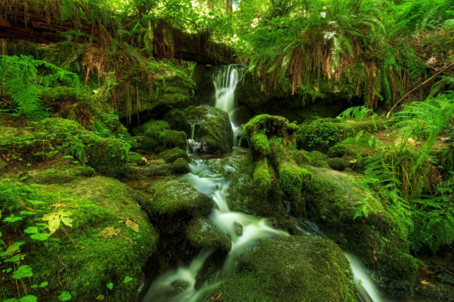 Обои картинки фото природа, водопады, водопад, лес, папоротник, мох