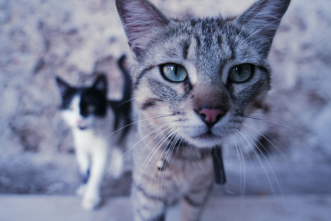 Обои картинки фото животные, коты, cat