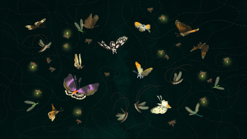 Картинка векторная графика бабочки мотыльки полет