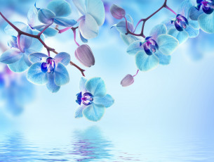 обоя цветы, орхидеи, reflection, flowers, вода, орхидея, цветение, beautiful, orchid, water, blue