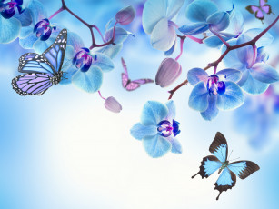 обоя разное, компьютерный дизайн, blue, flowers, beautiful, butterflies, orchid, орхидея, цветы, бабочки