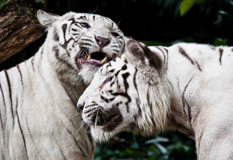 Картинка животные тигры чувства