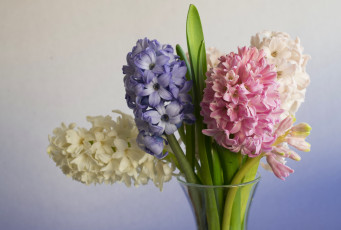 Картинка цветы гиацинты разноцветный