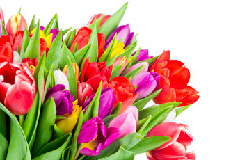 обоя цветы, тюльпаны, colorful, tulips, flowers