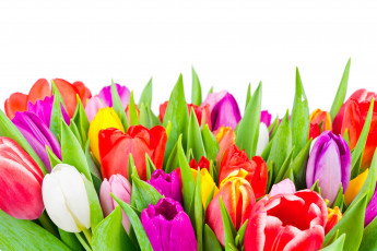 Картинка цветы тюльпаны tulips colorful flowers