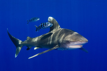 Картинка животные акулы плавники