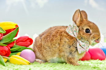 обоя животные, кролики,  зайцы, праздник, пасха, цветы, тюльпаны, кролик, бантик, яички