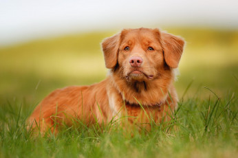 Картинка животные собаки retriever взгляд морда рыжий