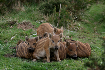 Картинка животные свиньи +кабаны дикая природа поросята